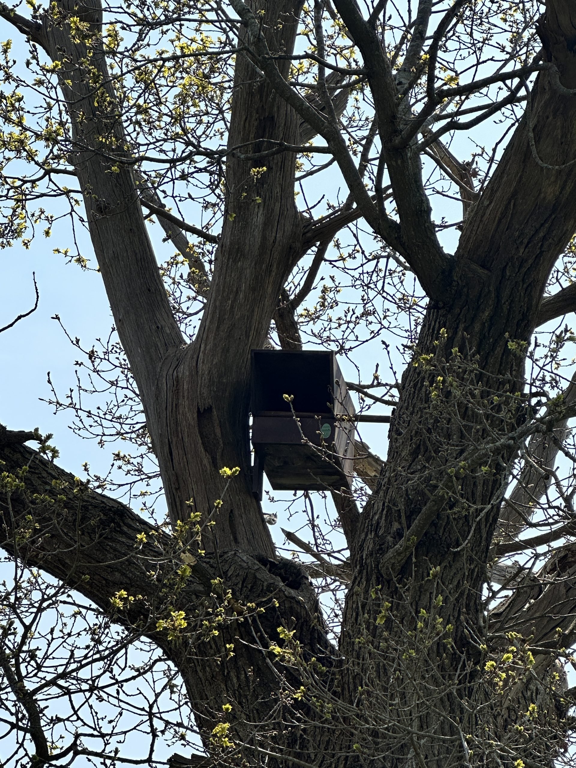 wildlife box in tree