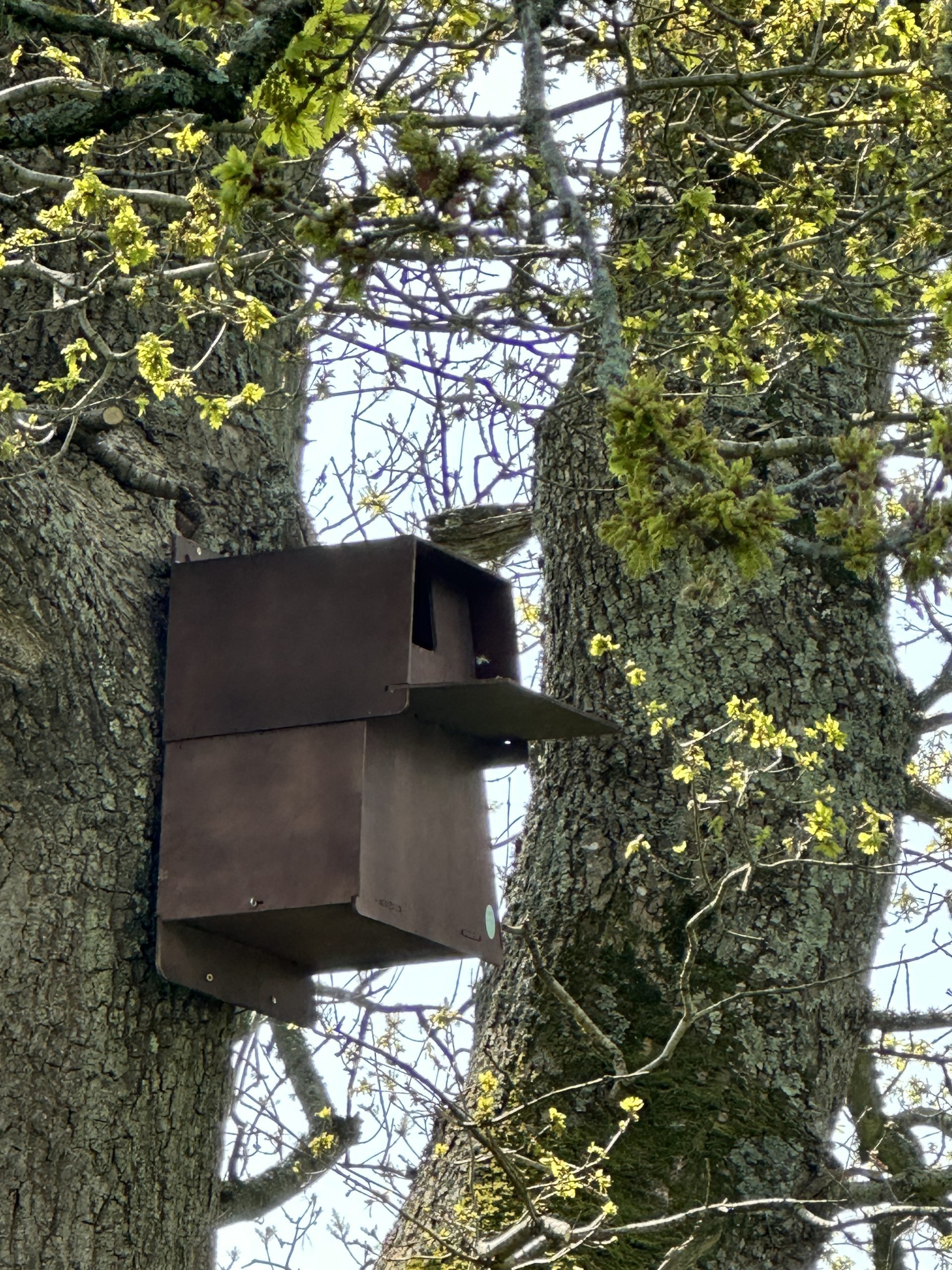 Barn Owl box on tree