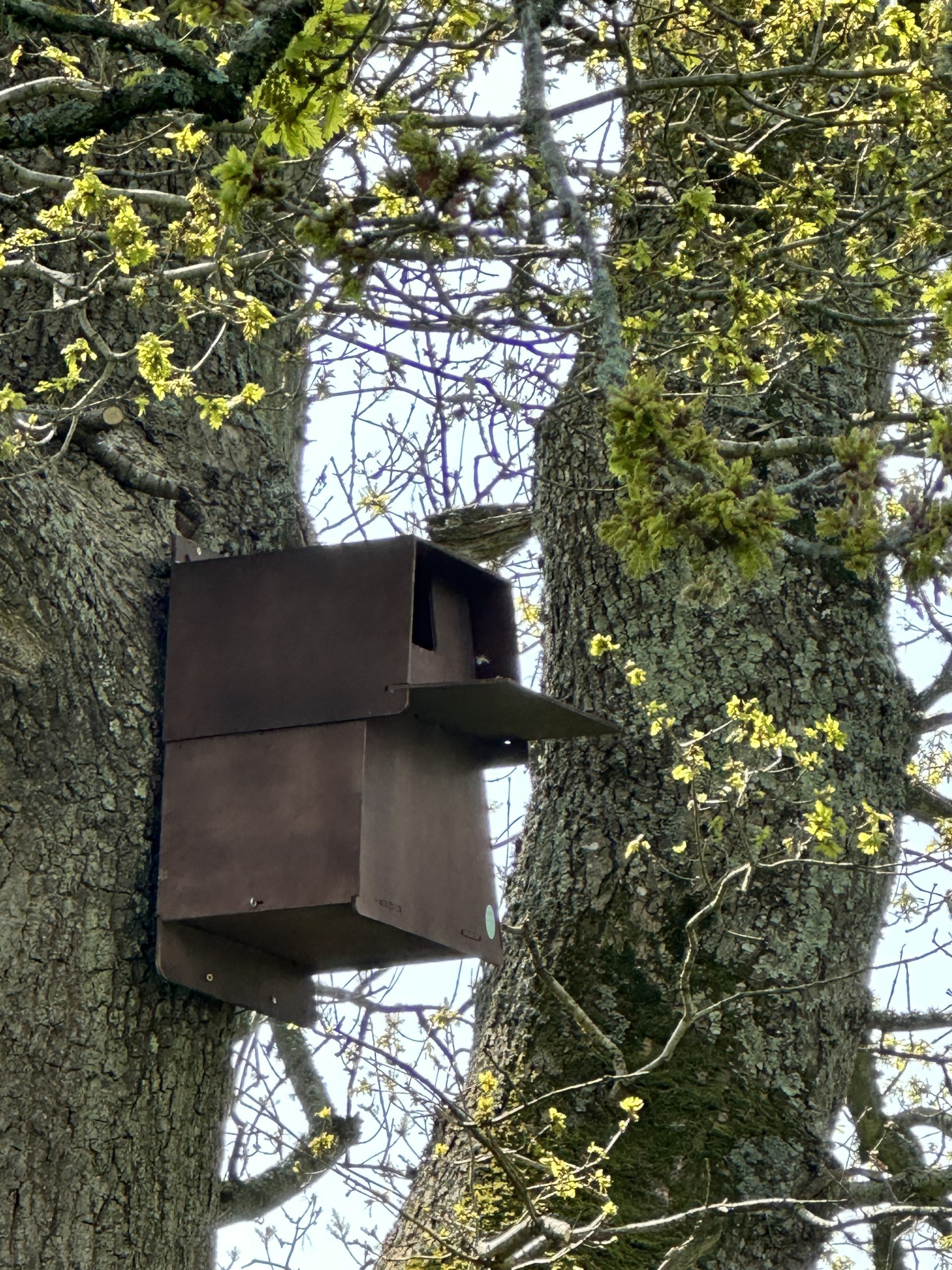 Barn Owl Box Barn Owl box on tree