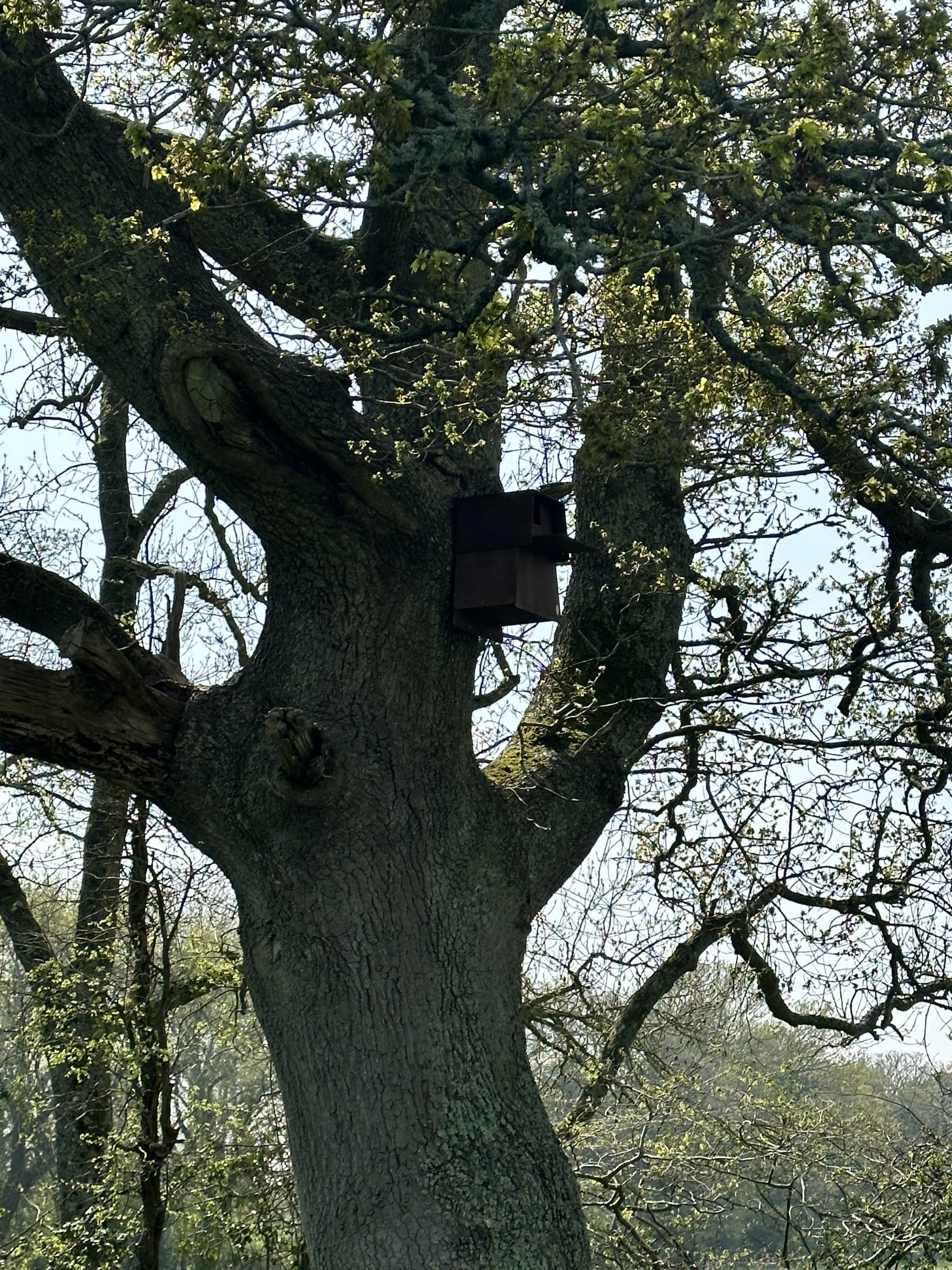 tree with barn owl box on side