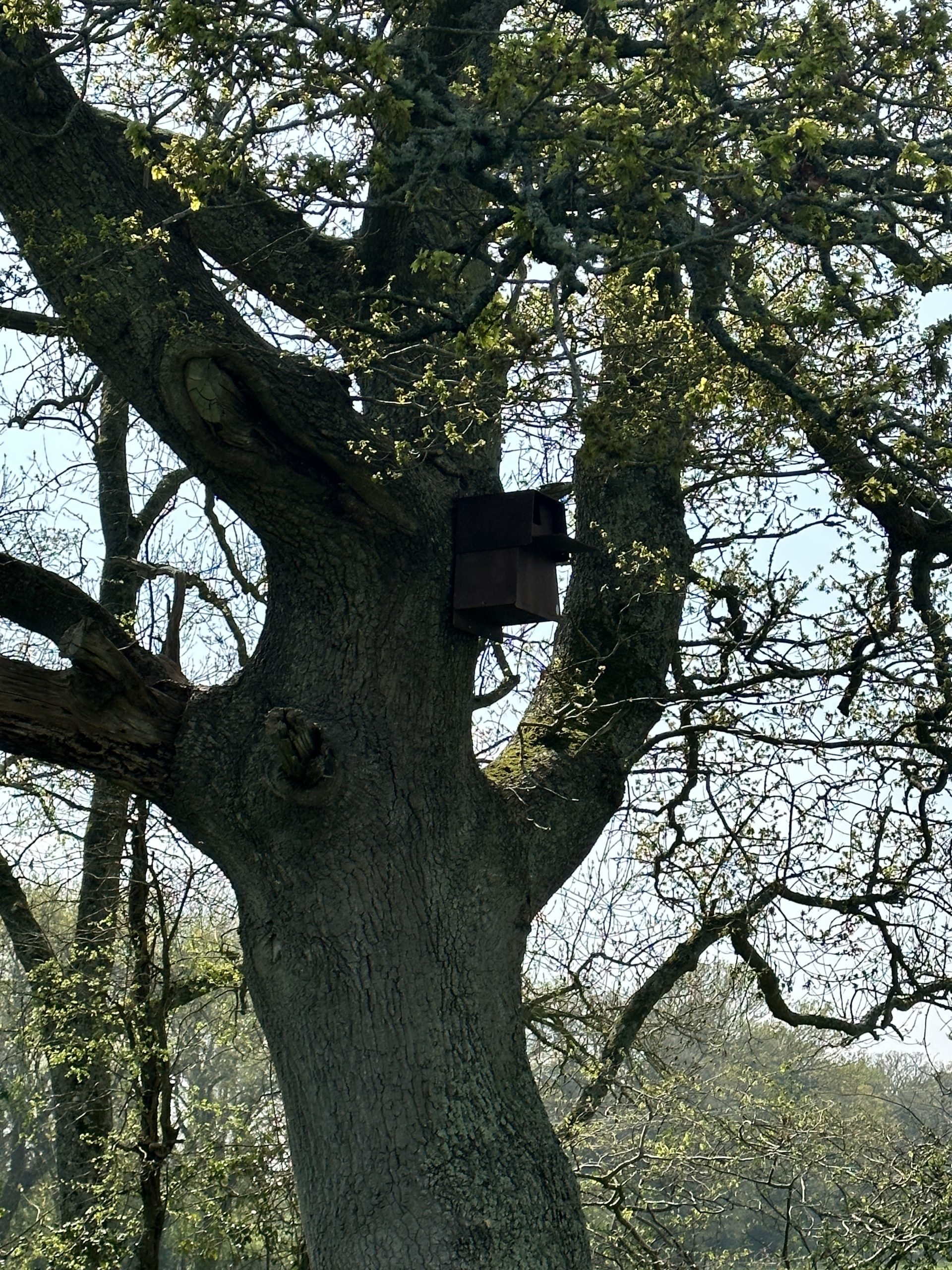 Tree with barn owl box tree with barn owl box on side