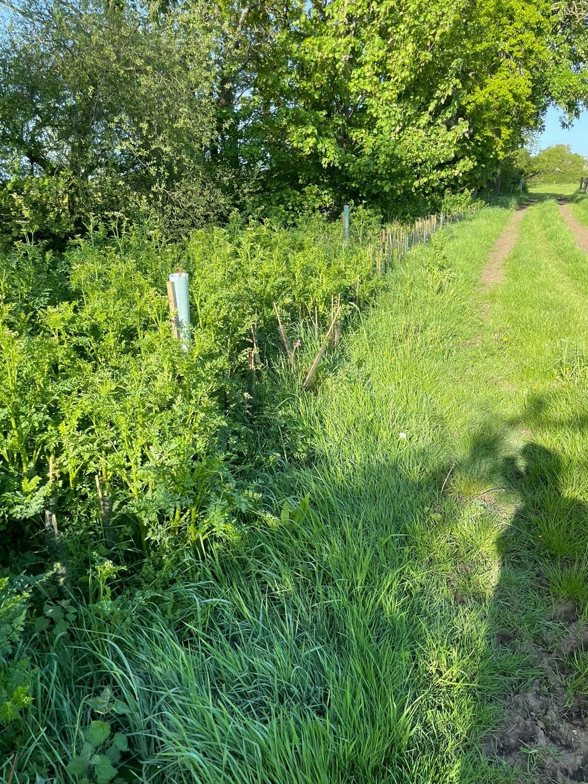 Tree and Hedgerow Planting b