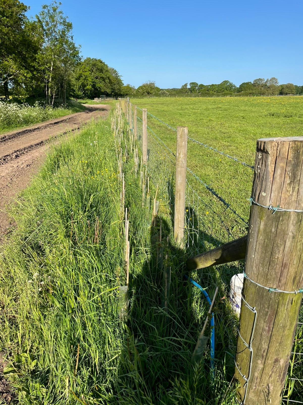 Tree and Hedgerow Planting c