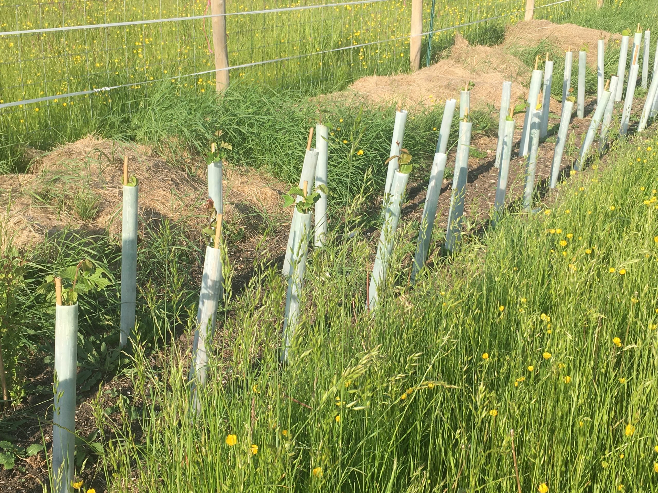 Hedge planted Hedge planted