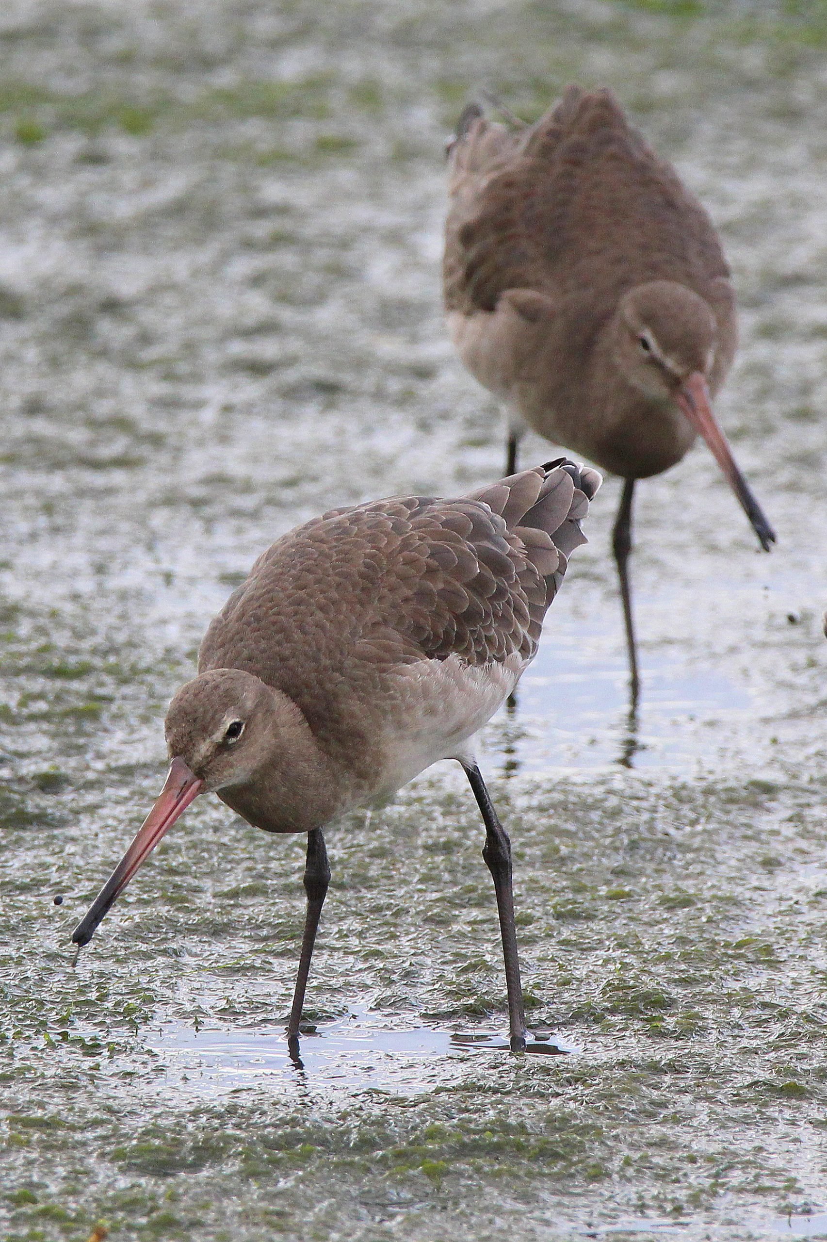 Black-tailed godwit (C) Charlotte Goswell