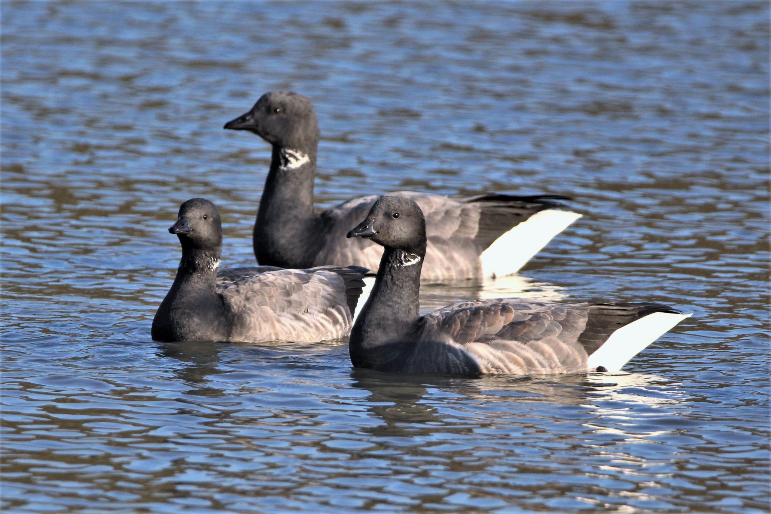 Dark bellied Brent geese (C) Charlotte Goswell