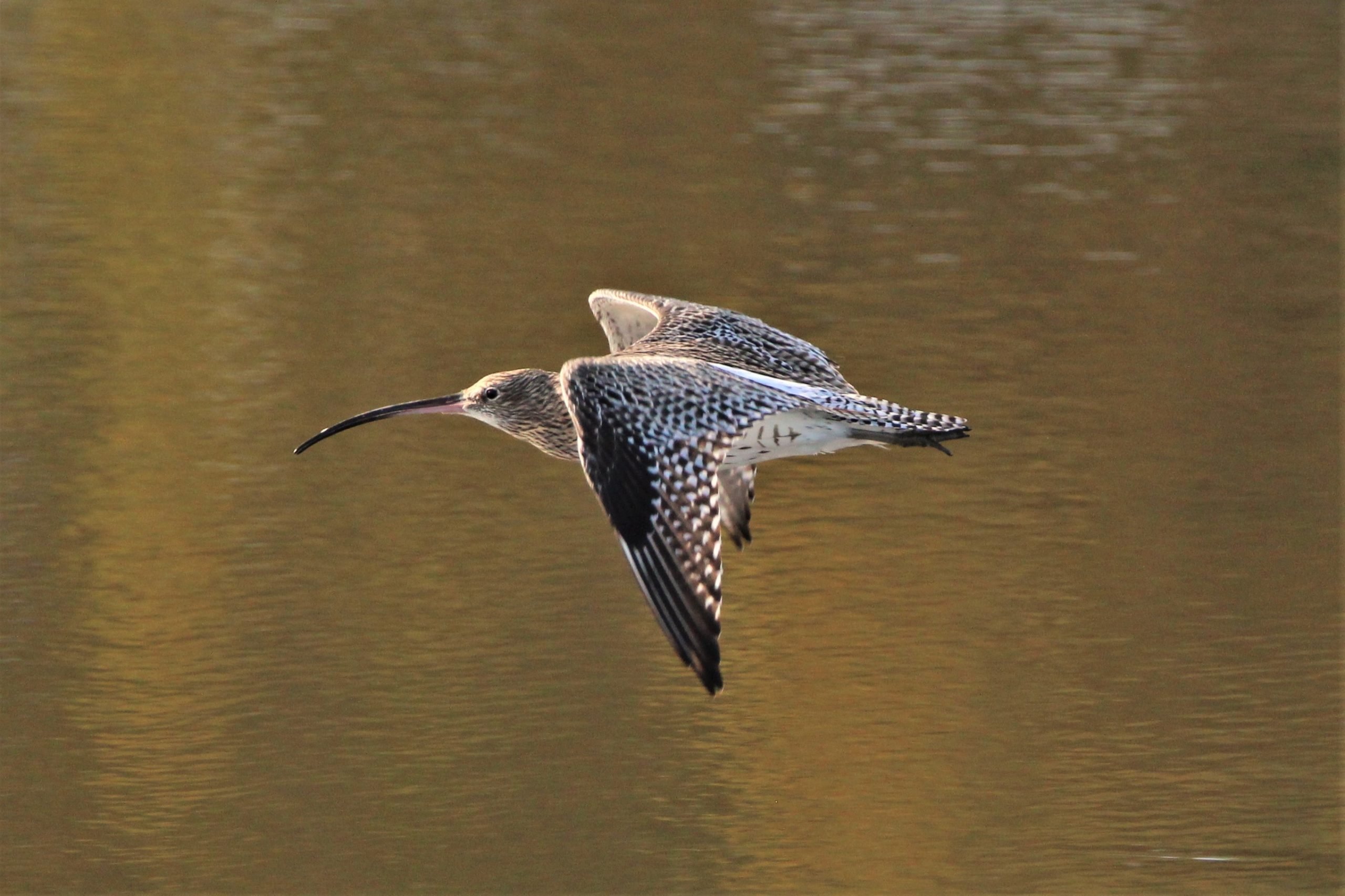 Curlew (C) Charlotte Goswell