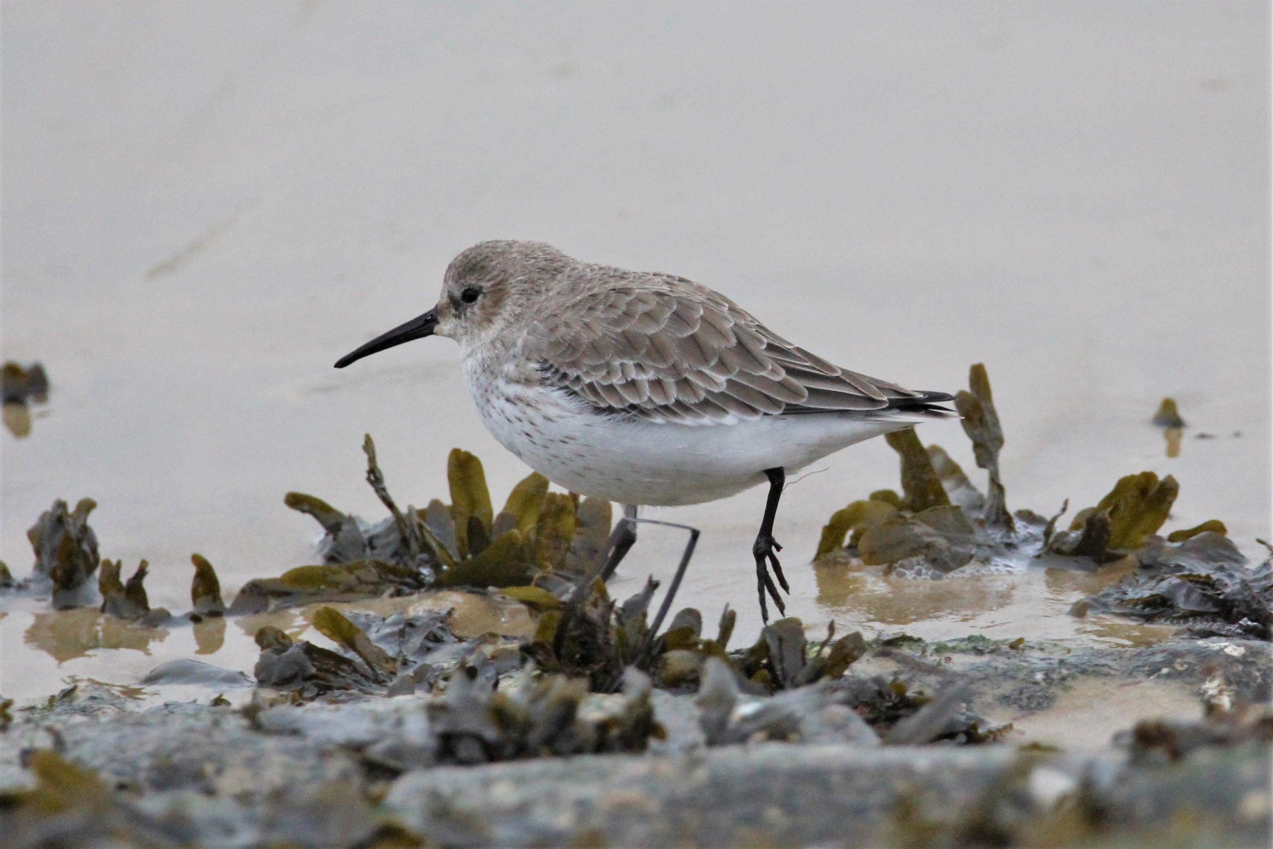 Dunlin (C) Charlotte Goswell