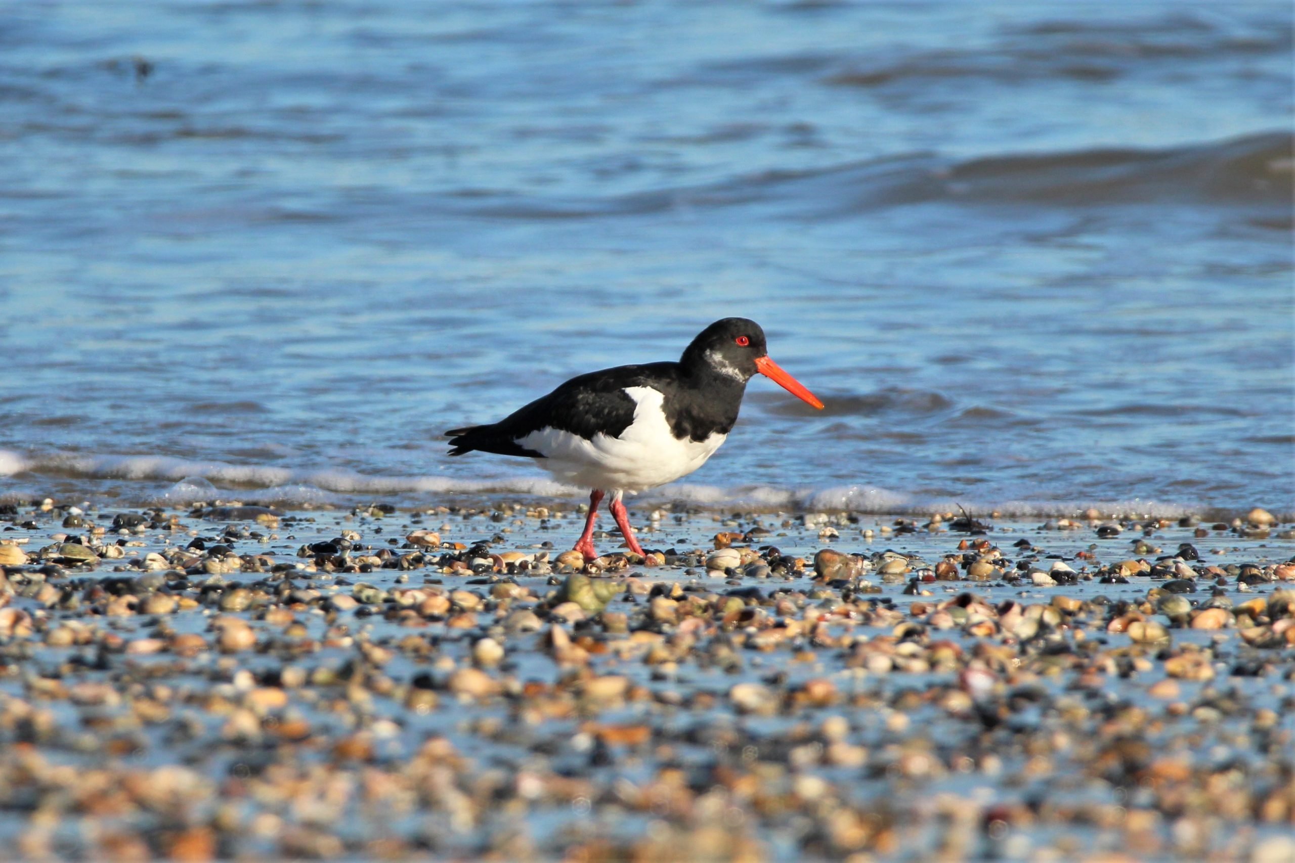 Oystercatcher (C) Charlotte Goswell