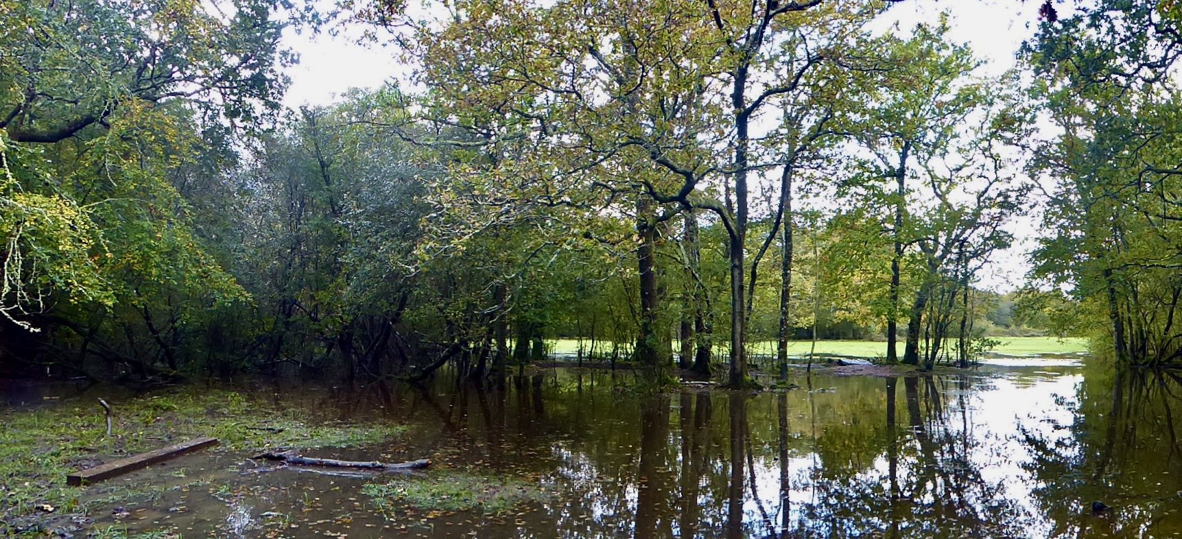 A flooded forest clearing