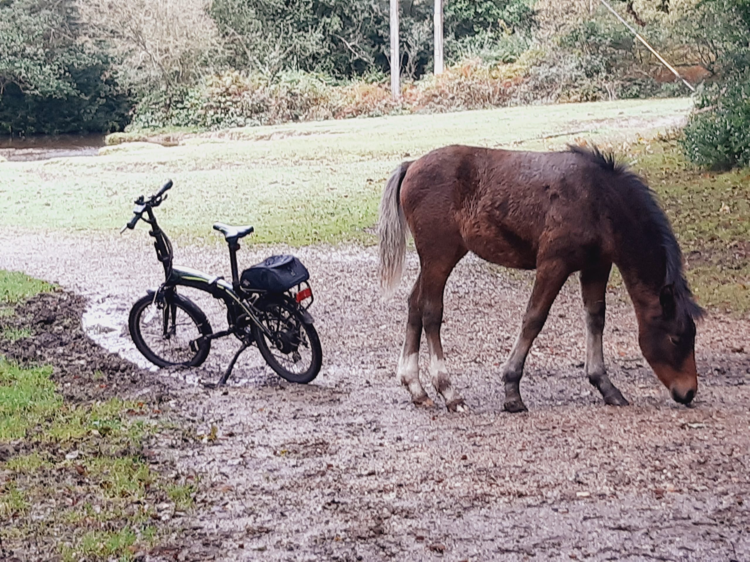A New Forest pony next to a bike
