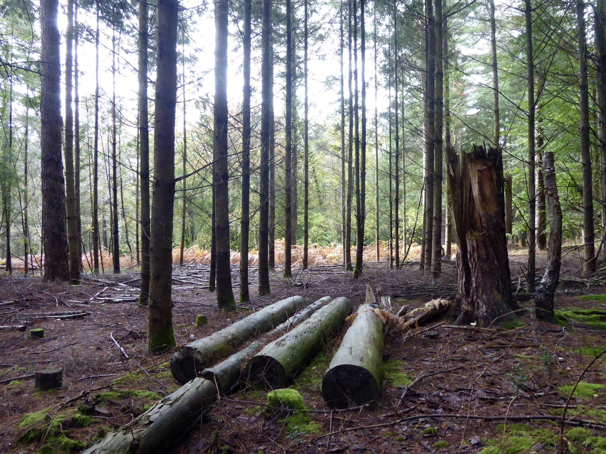 Five large felled logs lay among many tall slim trees