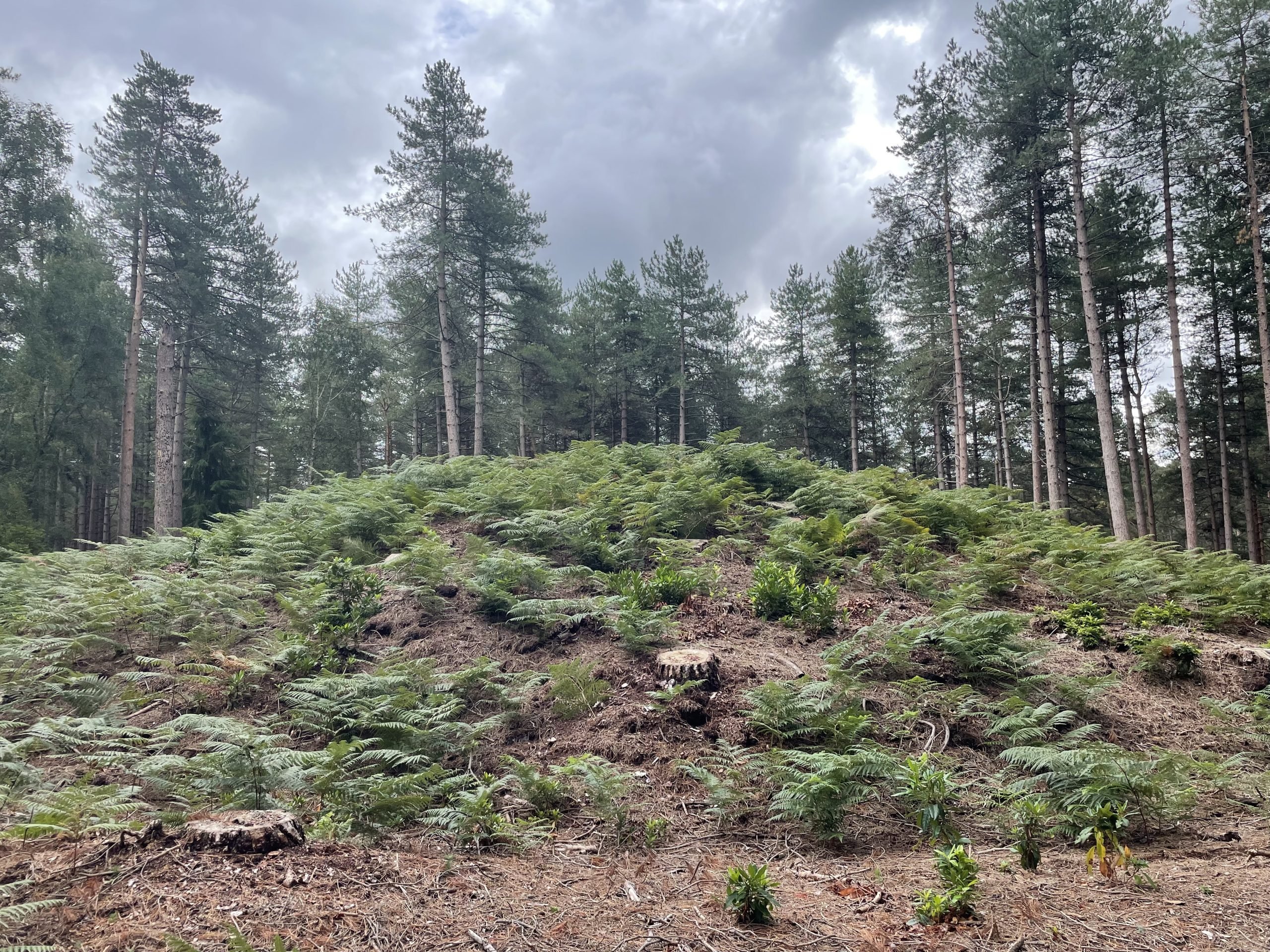 Bronze Age Burial Mound at Franchises