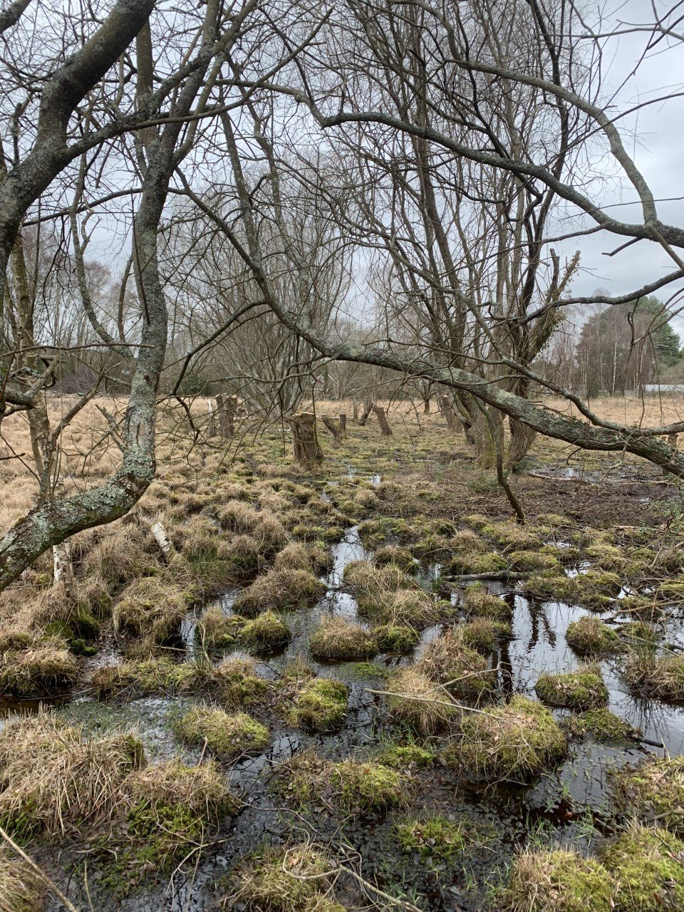 Landford bog