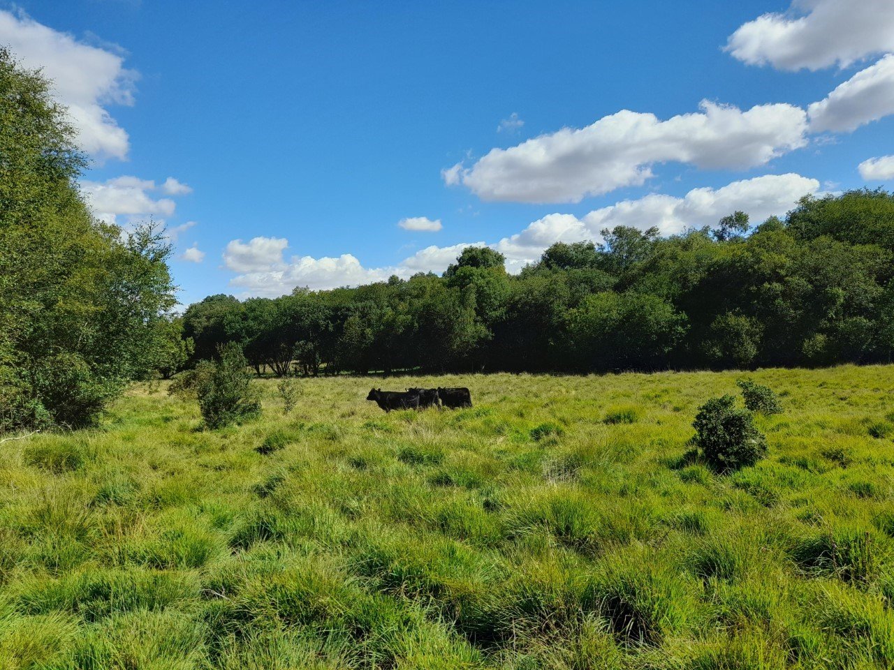 Cattle grazing at Landford Bog Nature Reserve
