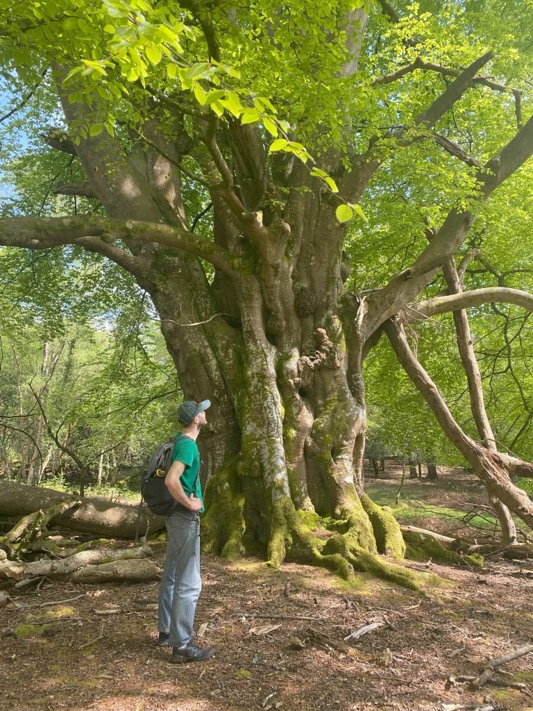 New Forest National Park Artist in Residence Jasper Rouwen looking up towards one Knowles Beech, a large ancient tree in the New Forest National park