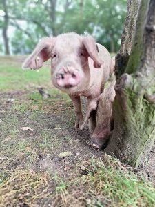 Pig standing by tree
