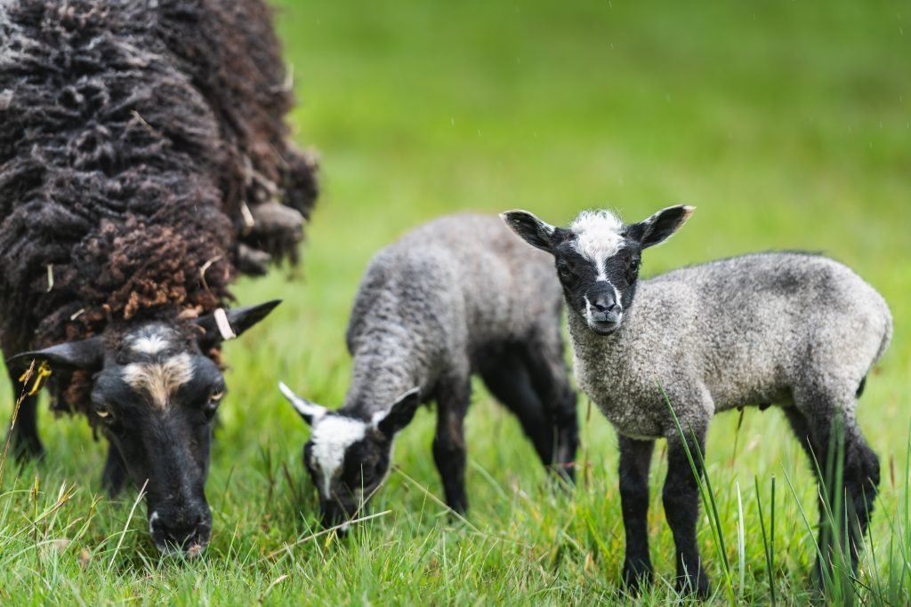 sheep from the Hollyhock Flock