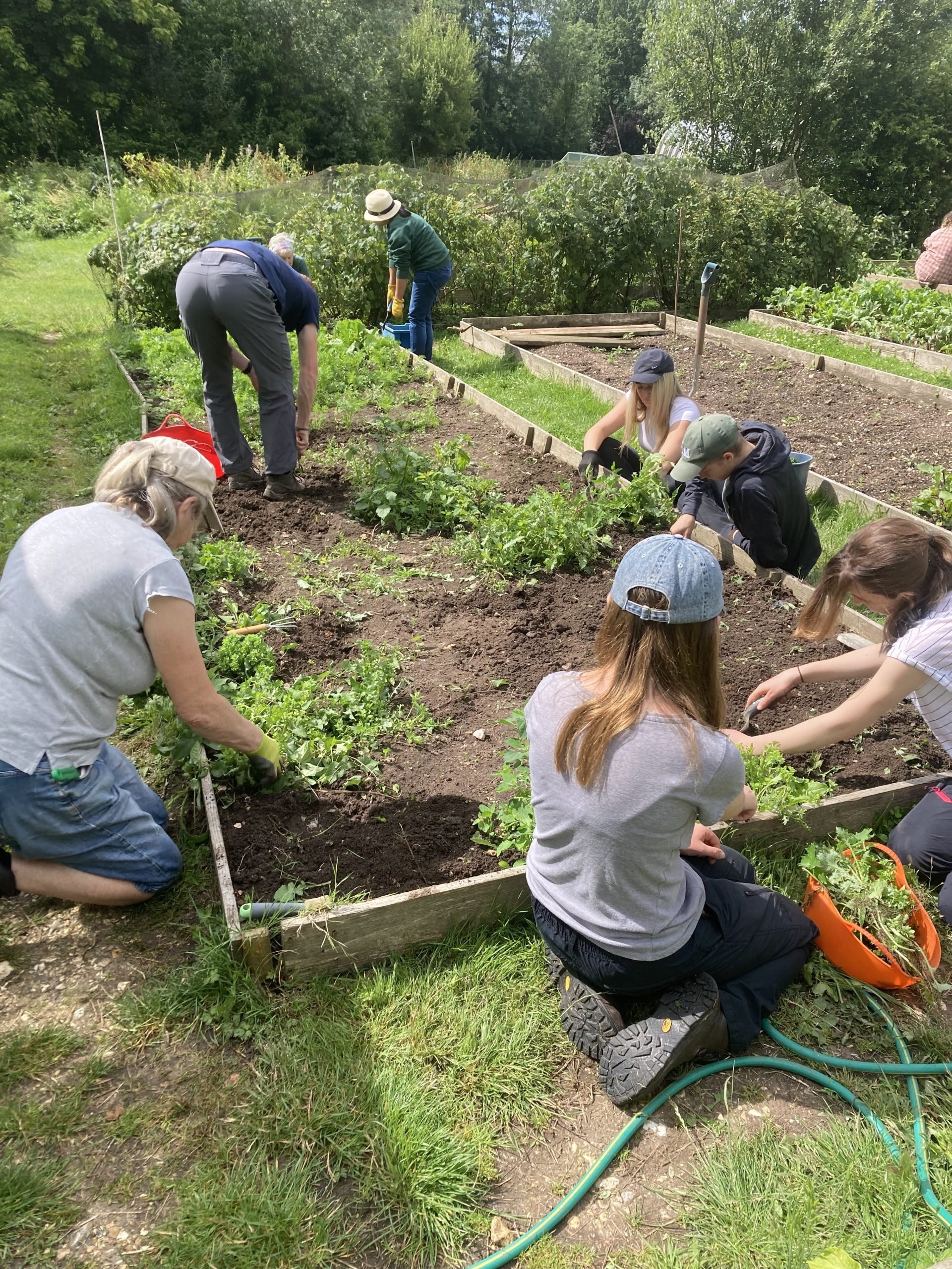 Working with volunteers weeding in the garden (credit CET) A group of people weeding a small garden plot