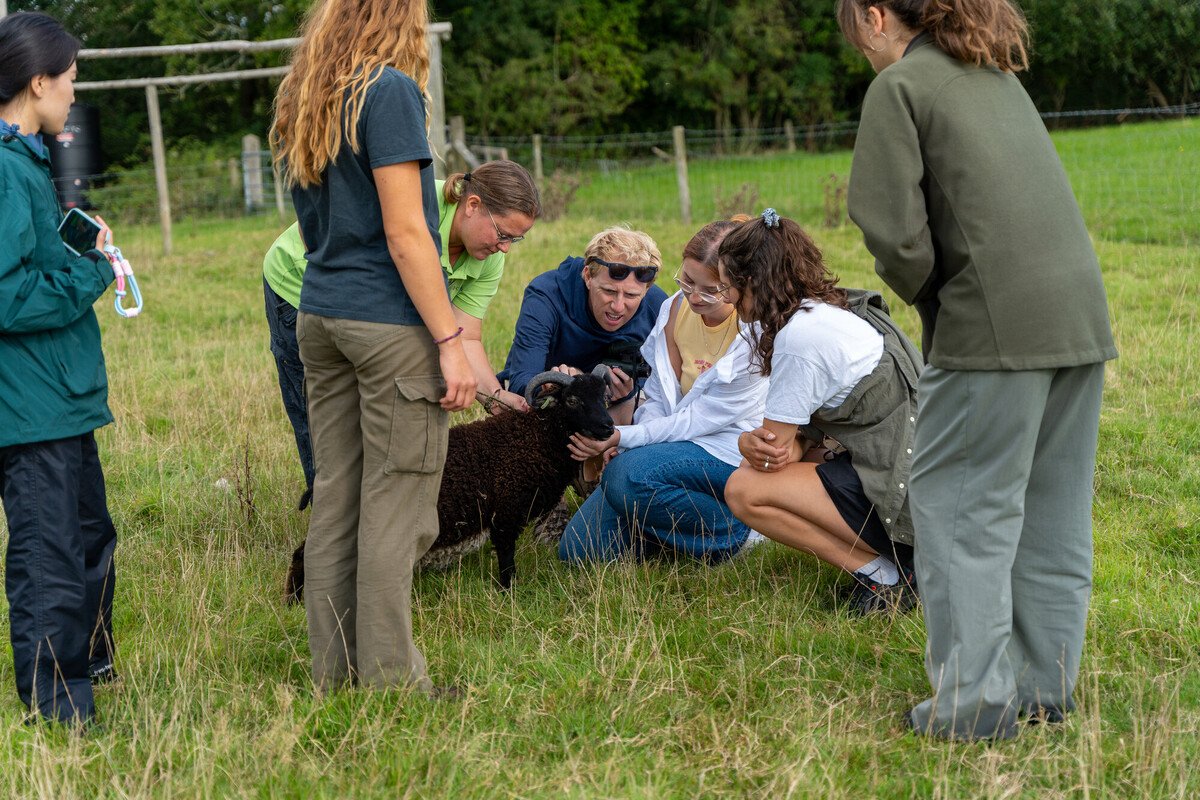 New Forest Youth Board members and an NPA staff member with a sheep on CET's working farm New Forest Youth Board members with a sheep on CET's working farm