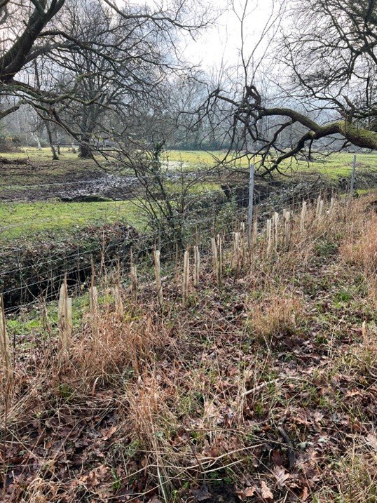 New hedgerow planted Bramshaw Smallholding 3