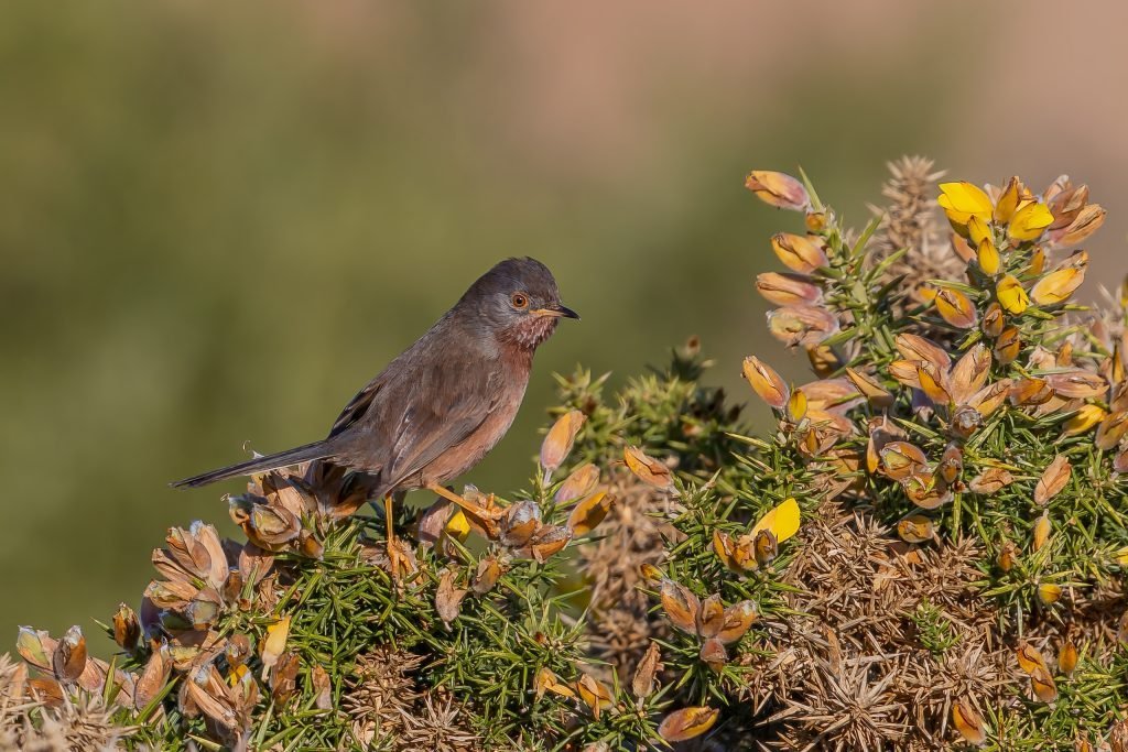 Datford warbler