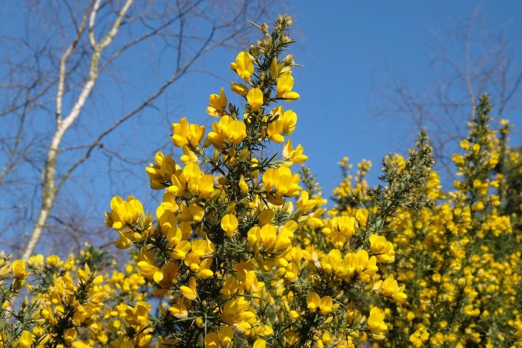 Common Gorse