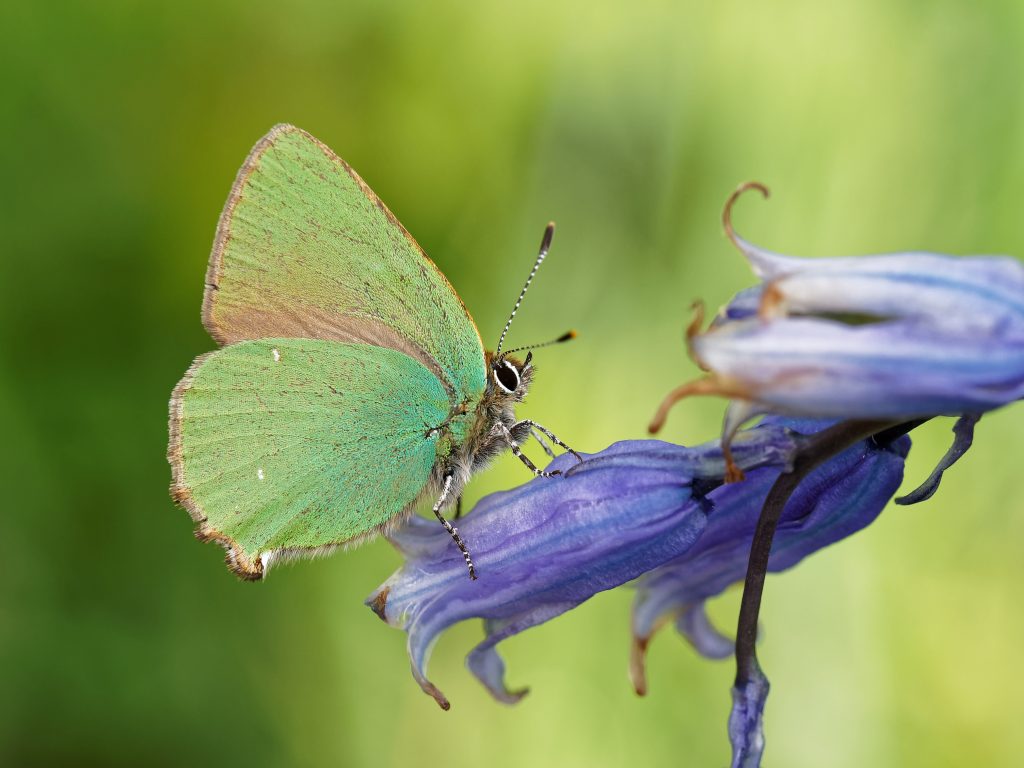 Green Hairstreak Butterfly on Bluebell