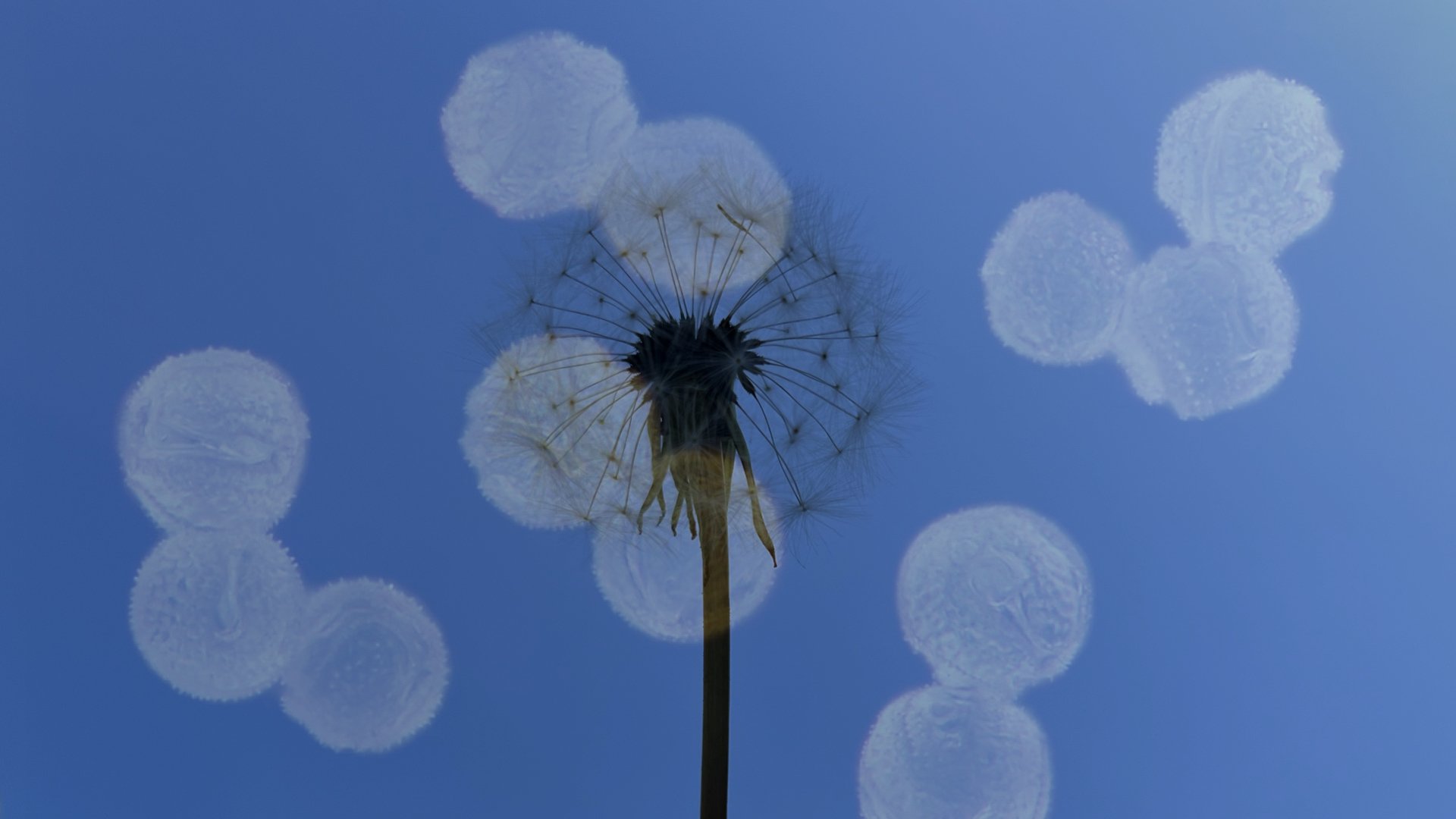 Forest Time Dandelion Isabella Martin Dandelion