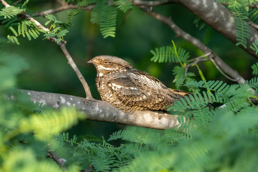 nightjar
