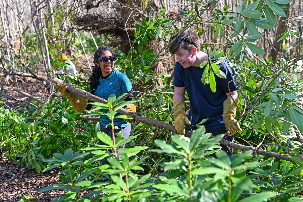 Two young adult volunteers clearing invasive Rhododendron