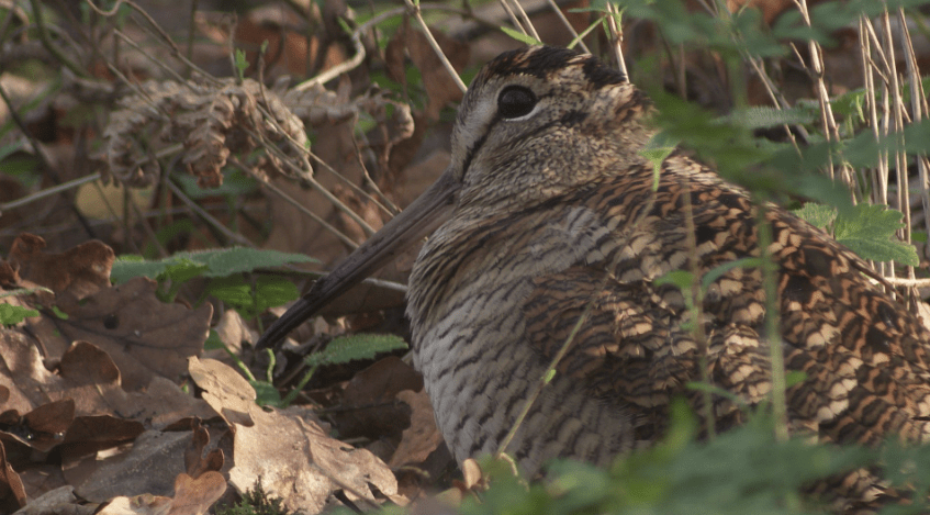 woodcock