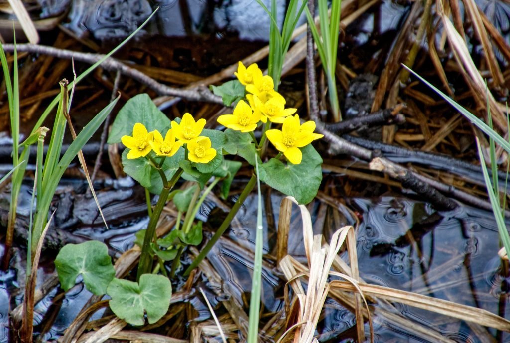 yellow marsh marigolds