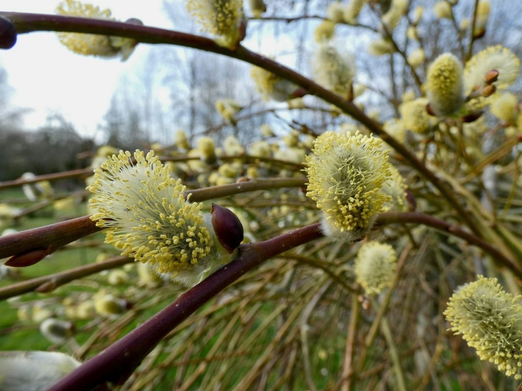 pussy willow
