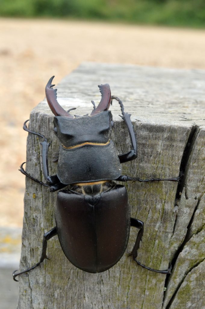 male stag beetle