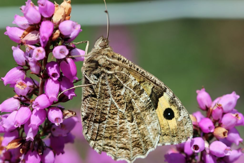 Grayling butterfly, Hipparchia semele, on pink bell heather, Erica cinerea, flowers in close up with a blurred background of leaves and flowers.