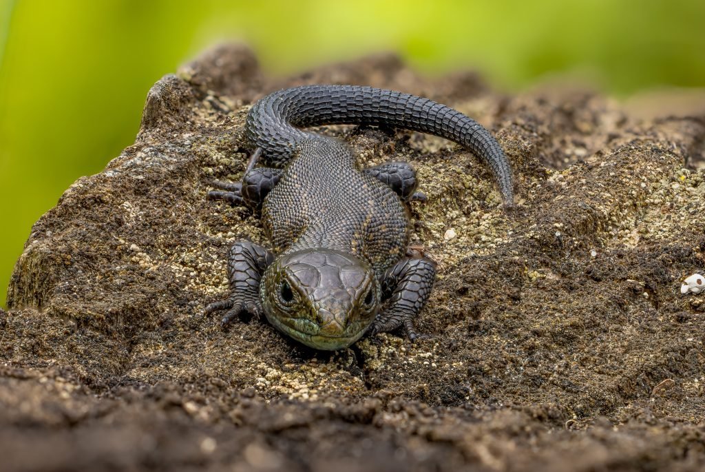 common lizard