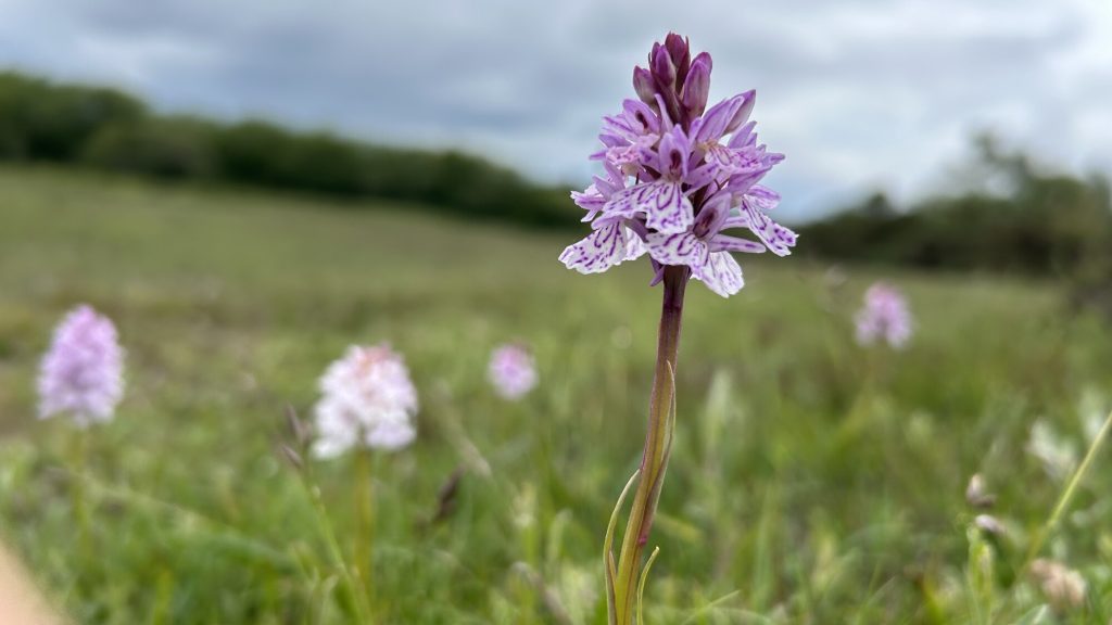 Heath spotted orchid