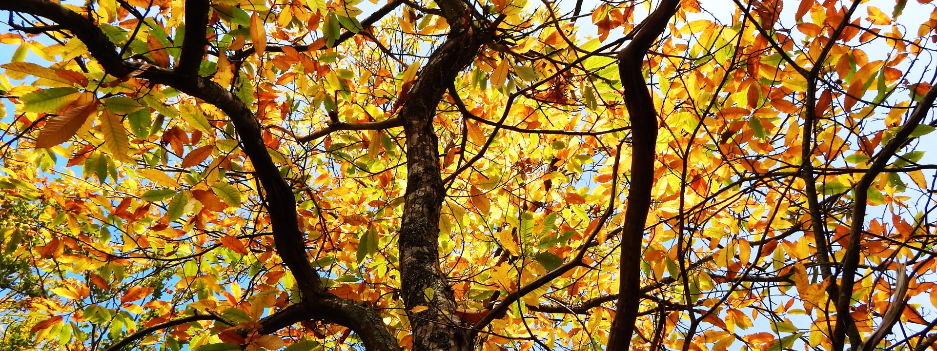 Sunlight through a canopy of chestnut leaves in autumn