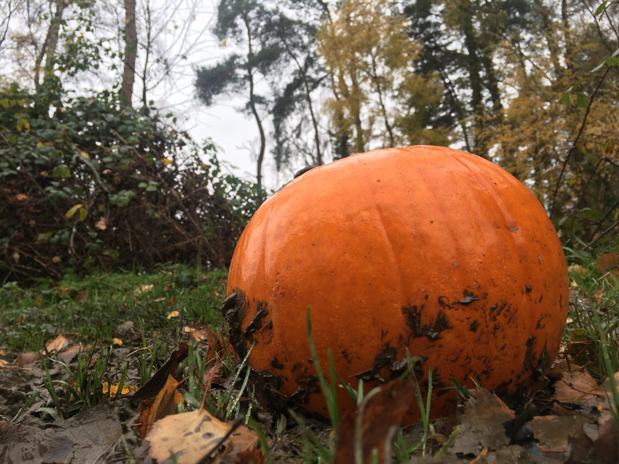 a pumpkin on grass