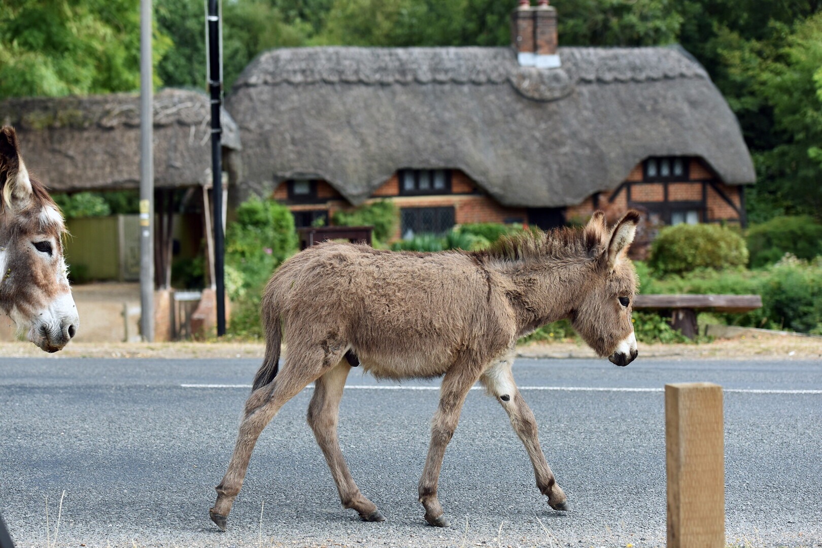 two donkeys on a road walking past a thatched cottage
