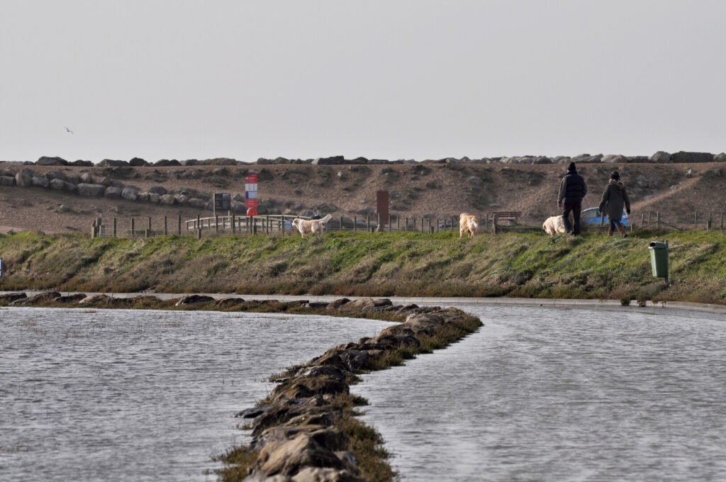 dog walkers on a bank with a flooded road