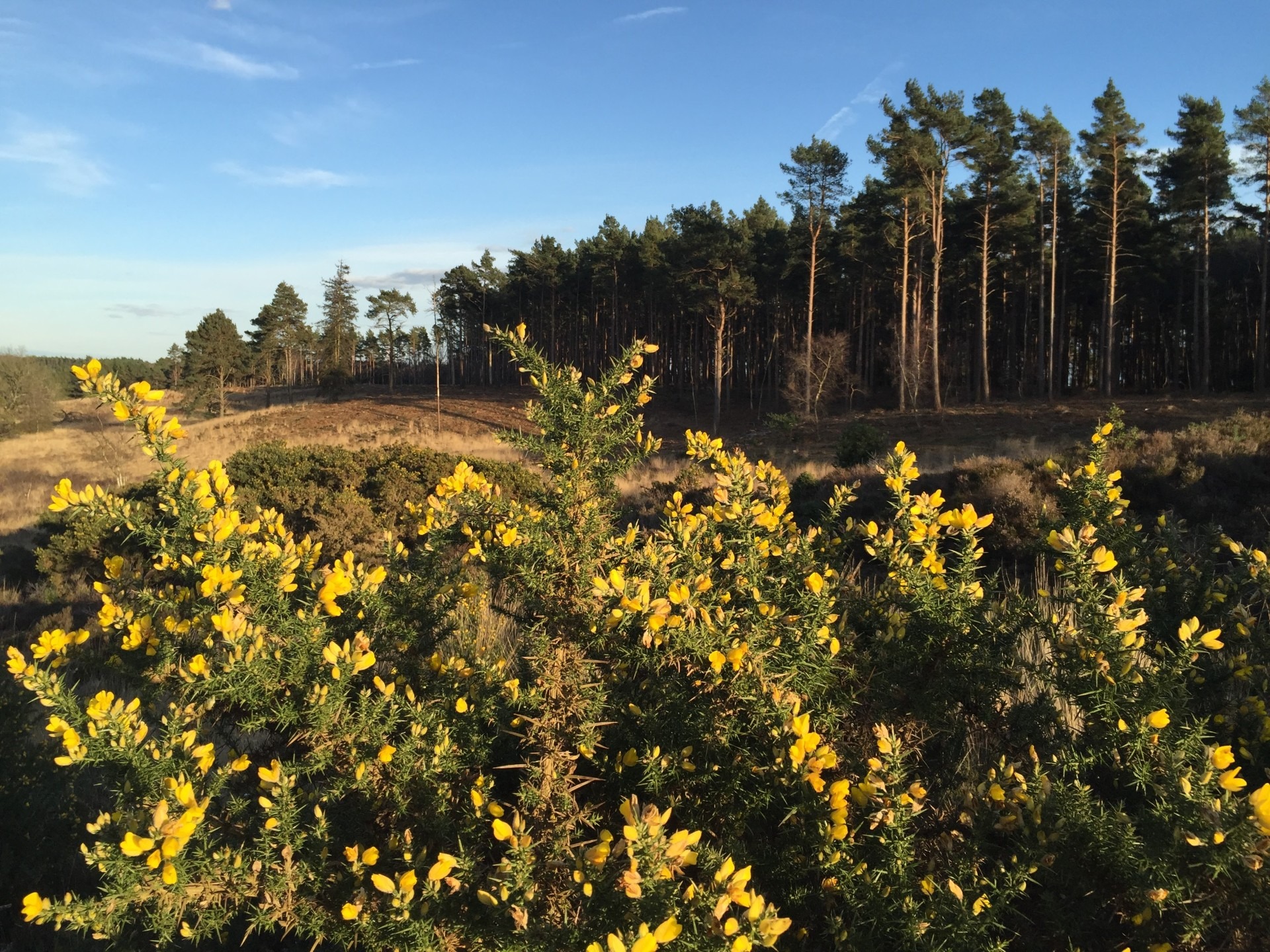flowering yellow plant with conifers behind