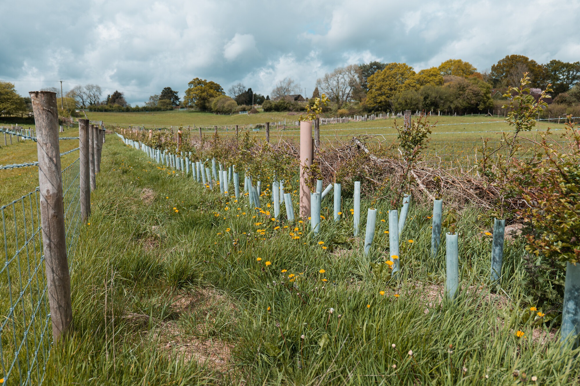 a row of plants forming a young hedge on farmland