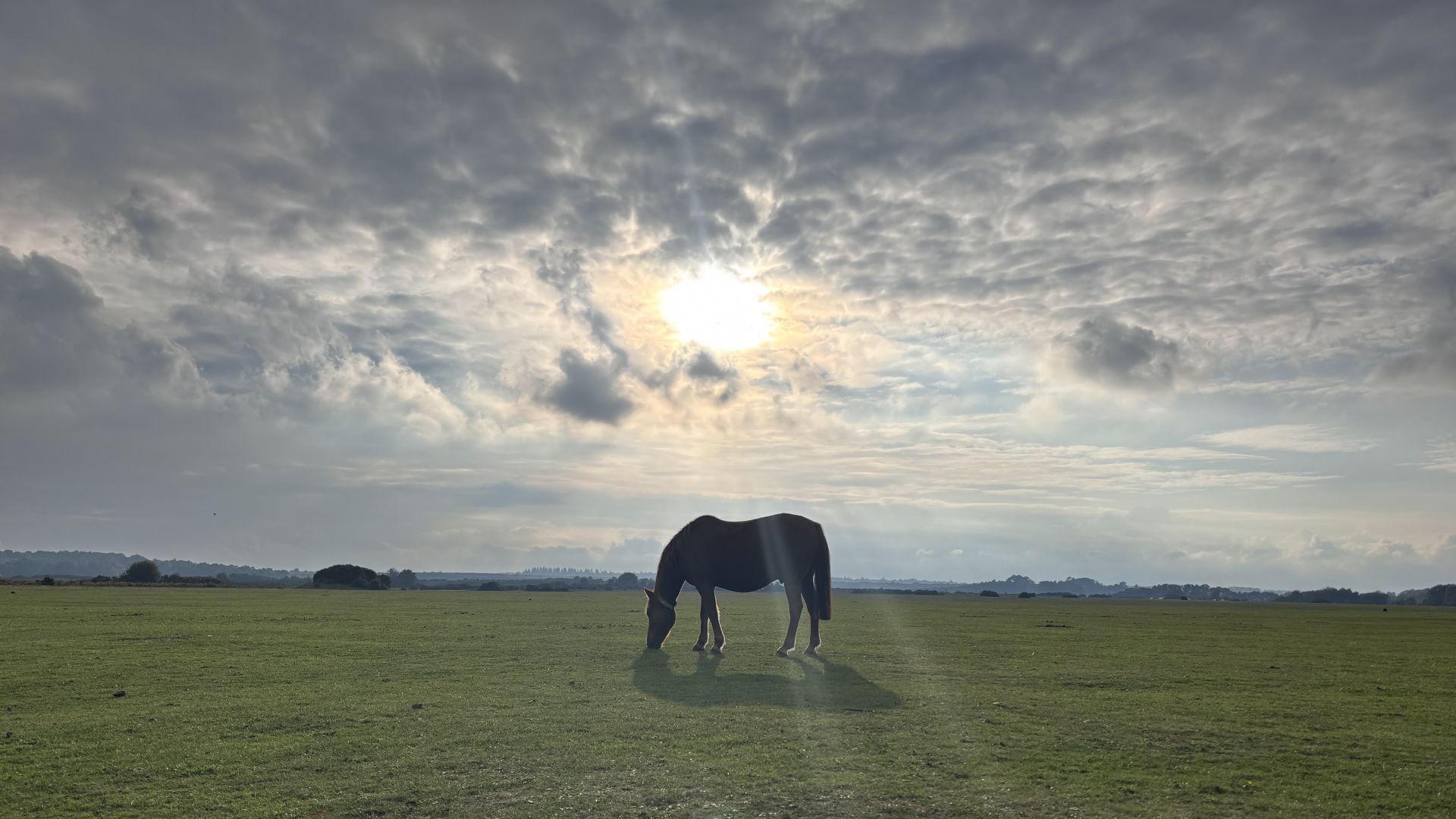 Pony grazing with a cloudy sky and the sun behind