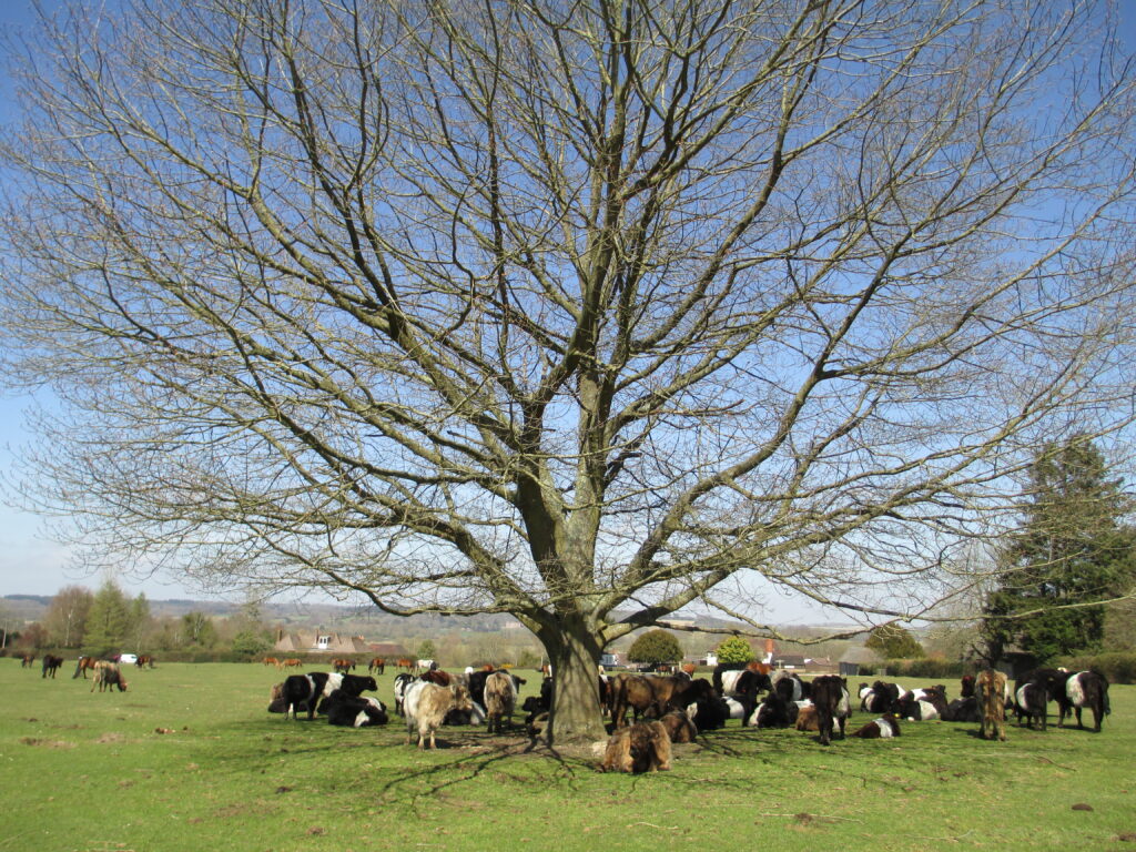 a herd of cattle under a tree