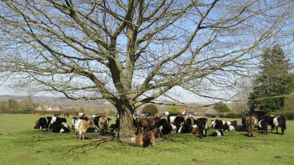 A herd of cows stand underneath a tree