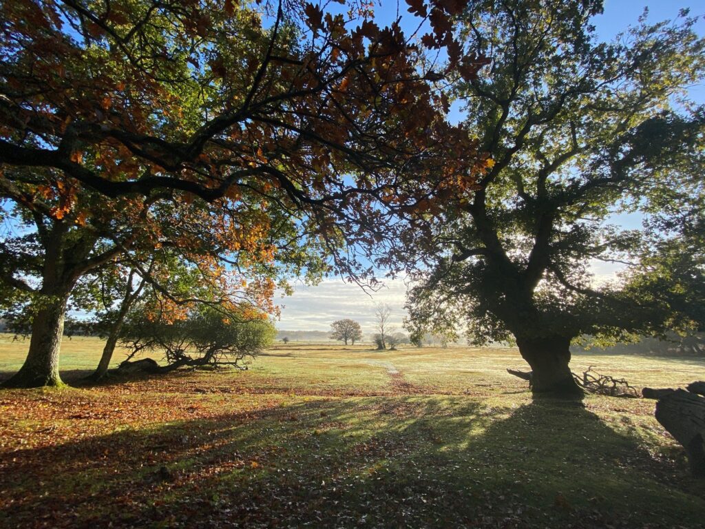 Trees in Brockenhurst