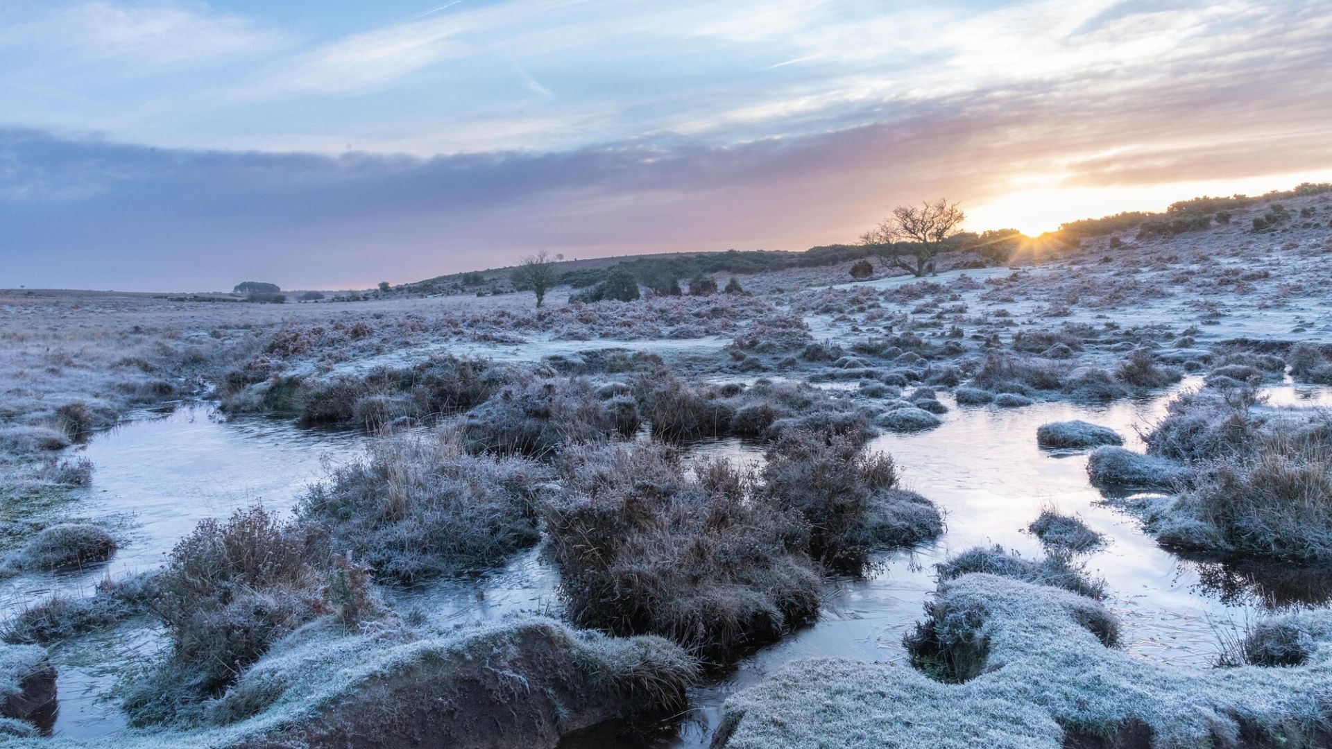 a frosty and frozen bog with the sun rising behind