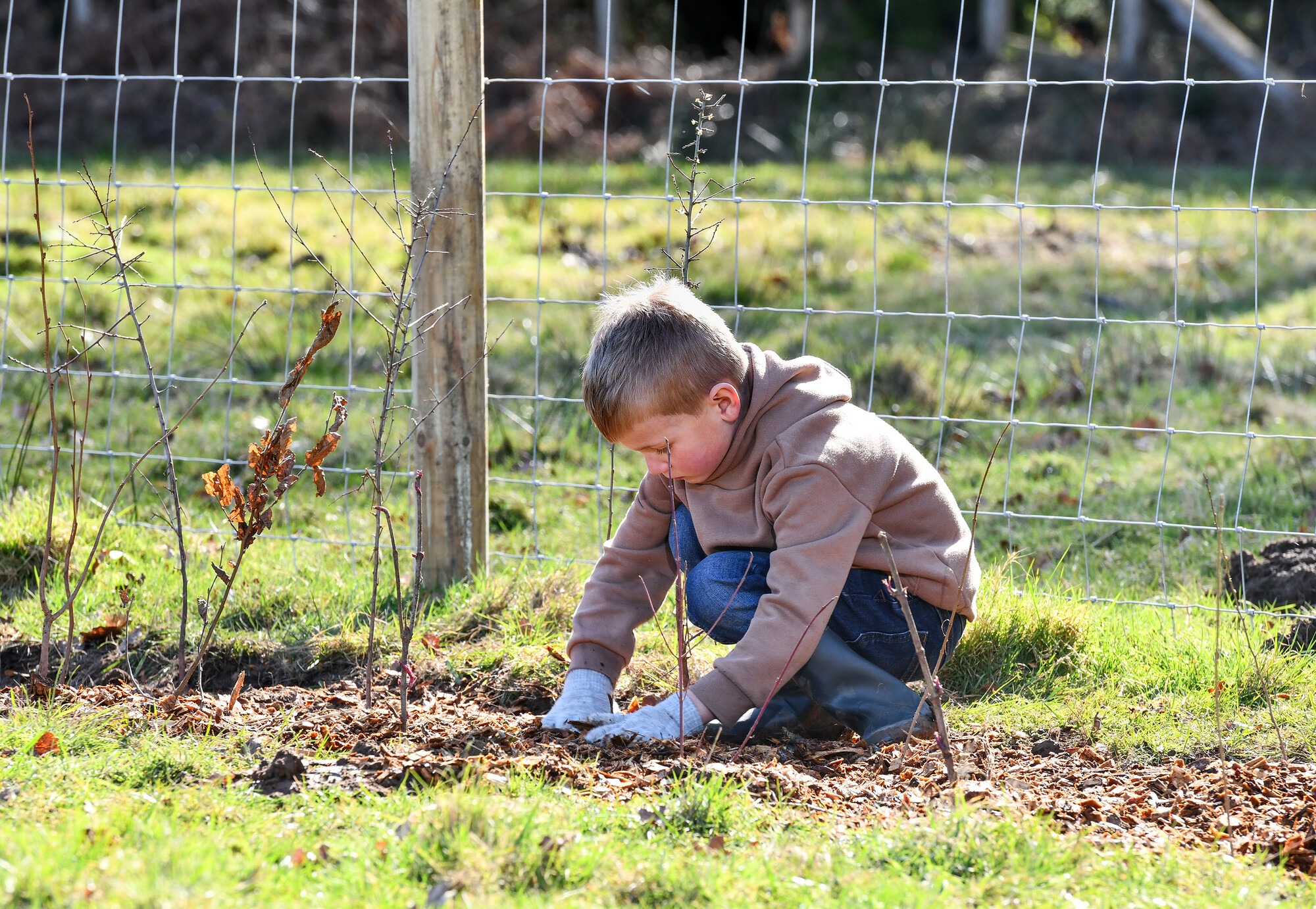 young child planting a hedge